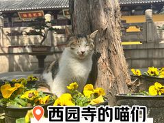 -西园戒幢律寺