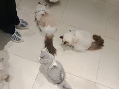 -怪兽屋·羊驼·猫咖·狗咖(俊华广场店)