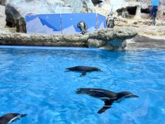 -帝企鹅自助餐厅•儿童岛•真企鹅(长隆企鹅酒店)