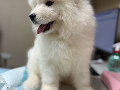 -半岛宠物医院24小时·内窥镜·牙科·碎石中心(府城大道店)