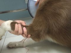 -中农大我爱我爱24h动物医院·中医针灸·猫专科·骨科医疗中心(双井店)