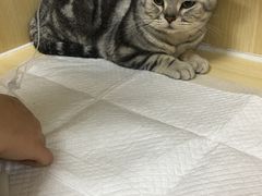 -美联众合动物医院·24h京西诊疗中心