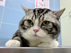 -北京博爱动物医院有限公司