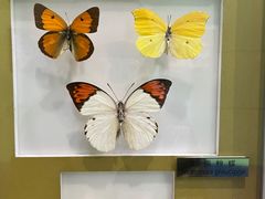 -上海昆虫博物馆