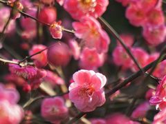 -上海吴淞炮台湾国家湿地公园