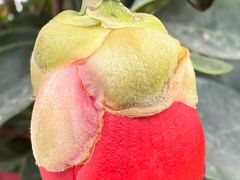 -斯普瑞斯奥特莱斯