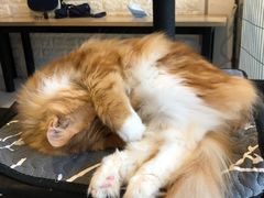 -平行世界·猫咖(首经贸店)