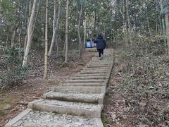 -上海佘山国家森林公园天马山园