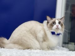 -爱洗澡的猫(天河路店)