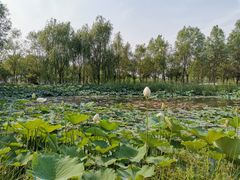-东郊湿地公园