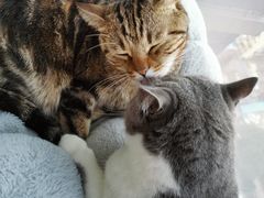 酸菜-Catmate·猫肥家润(金润铂宫店)