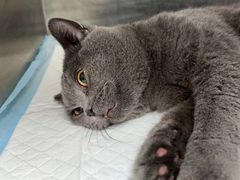 -嘉馨宠物医院·CT影像转诊·心脏科·犬猫全科诊疗中心(下沙大学城院区)