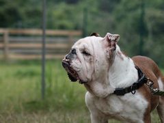 -趣多多宠物公园·宠物训犬学校·宠物寄养