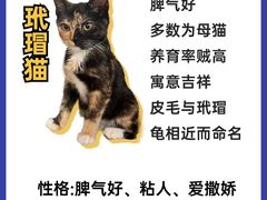 -翊宠yipet猫狗购宠庄园犬舍•猫舍