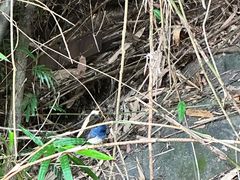-三亚亚龙湾人间天堂鸟巢度假村