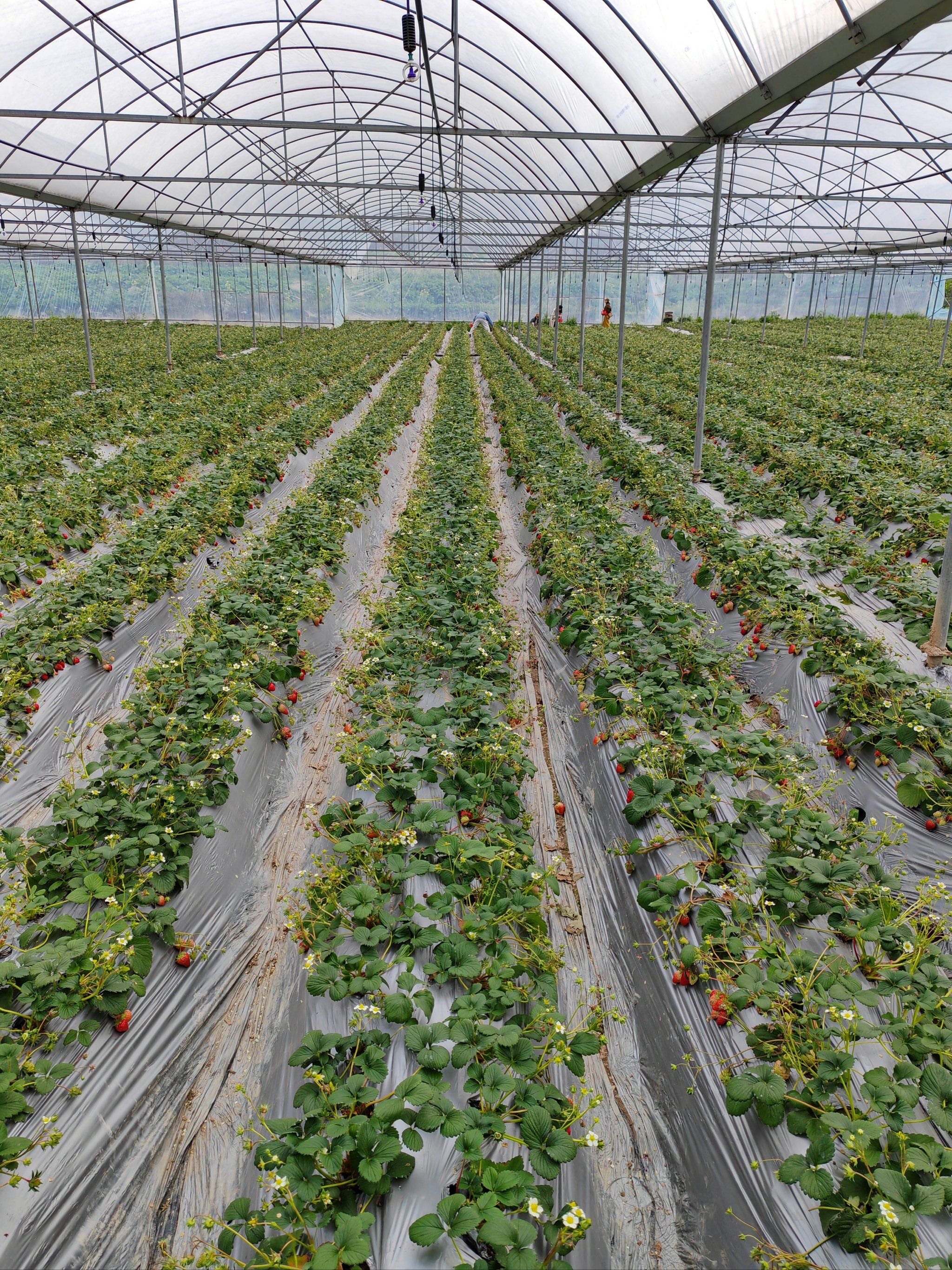 工作人员热情又专业,不仅耐心介绍采摘技巧,还科普了不少草莓种植知识