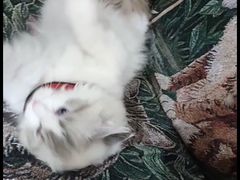 -平行世界·猫咖(首经贸店)