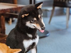 -柴源莊·柴小宠柴犬咖啡