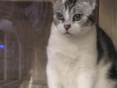 -猫猫幼稚园·撸猫·桌游·电玩