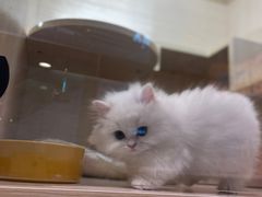 -屋虎猫馆(宝安大仟里店)
