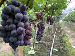 -麦园农庄·西江河鲜