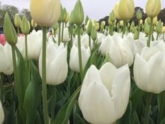 iphone_upload_pic-上海鲜花港