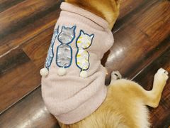 -豆柴町-柴犬主题狗咖(红鼎国际C座店)