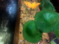 -素心斋素食餐厅