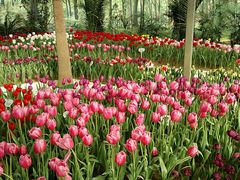 -石家庄市植物园