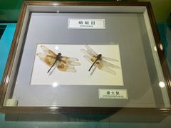 -上海昆虫博物馆