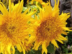 -谷莠子花艺·气球派对·绿植造景·花艺沙龙(金光华广场店)