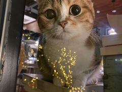 -咖法森林·咖啡  酒吧(天河店)