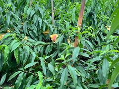 -南汇水蜜桃采摘(大团店)