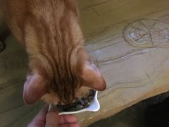-猫猫幼稚园·撸猫·桌游·电玩
