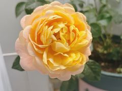 -中环花鸟鱼虫市场