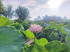 -莲花池公园