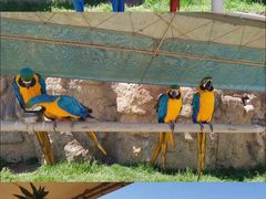 -西霞口神雕山野生动物世界