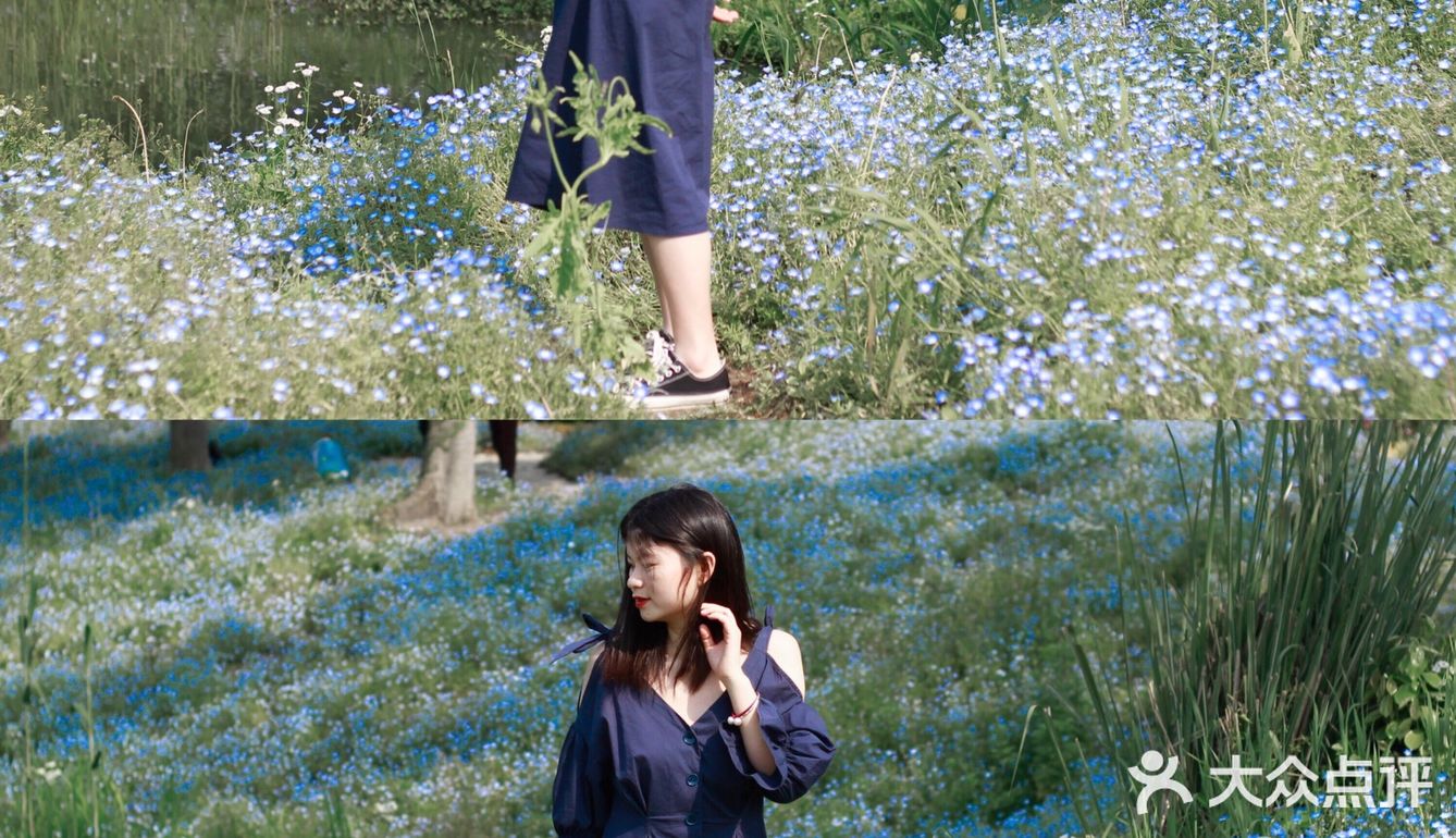 杭州喜林草花海打卡|掉进莫奈花园里啦