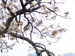 -钱塘江大桥