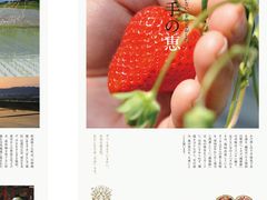 -喜杨洋草莓采摘园