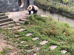-中国大熊猫保护研究中心雅安碧峰峡基地