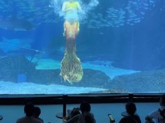 -海合安成都极地海洋公园