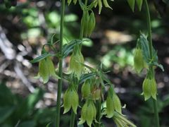 -苍山世界地质公园·石门关大峡谷