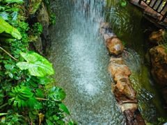 -正佳雨林生态植物园