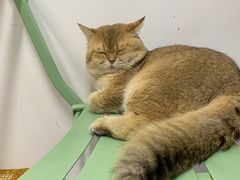 -柴迷FANS CLUB·柴犬狗咖·猫咖
