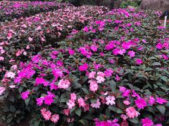 -松山湖梦幻百花洲