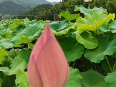 -紫鹊界梯田景区