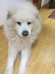 -英刺青 纹身 洗纹身