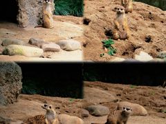 -上海野生动物园