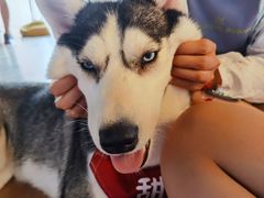 -Husky Go! 哈士奇体验馆·宠物咖啡厅狗咖